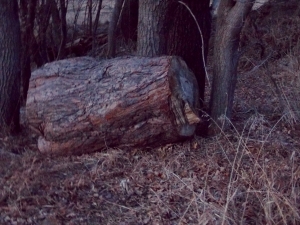 The red light from the west caught this log and gave it a special "petrified" look to it.